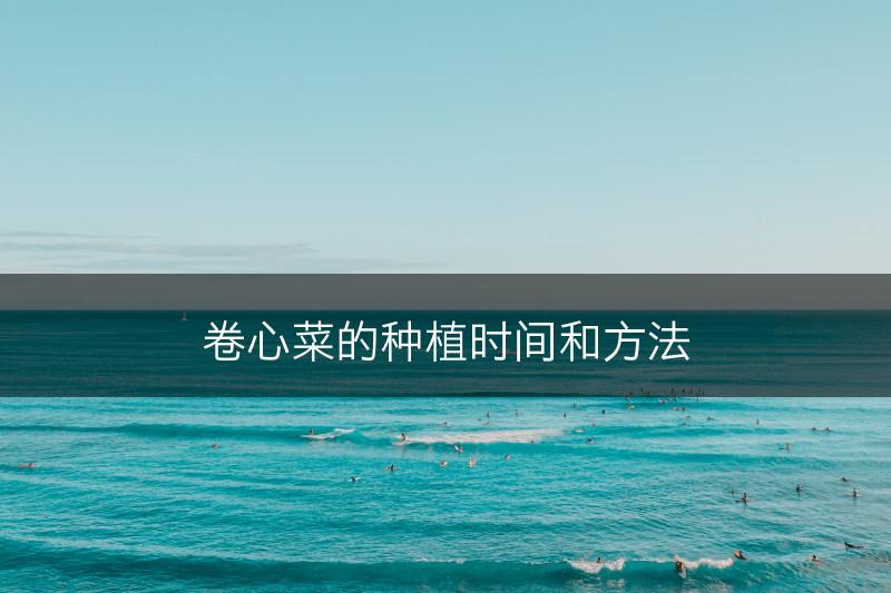 卷心菜的种植时间和方法(图1)