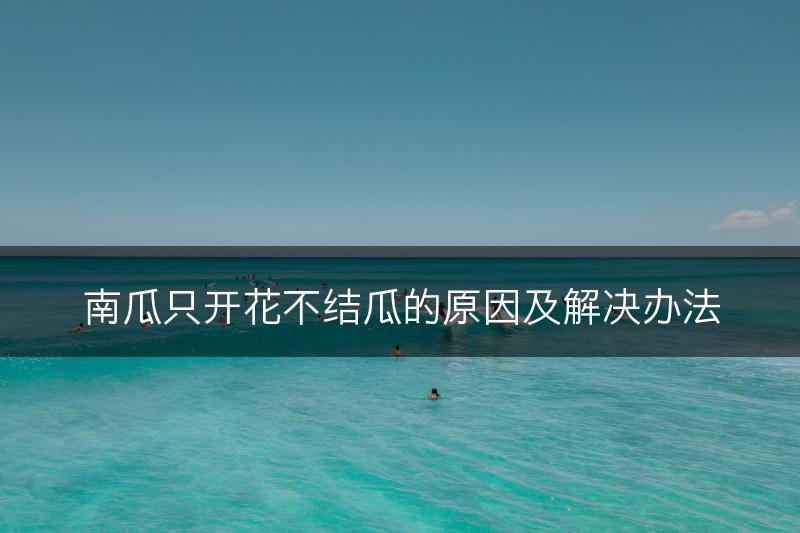 南瓜只开花不结瓜的原因及解决办法(图1) 南瓜只开花不结瓜的原因及解决办法(图1)