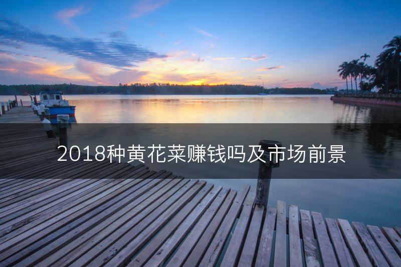 2018种黄花菜赚钱吗及市场前景(图1)