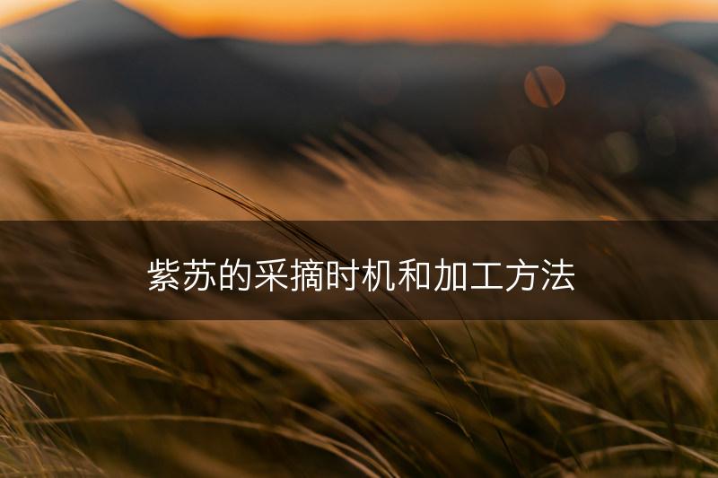 紫苏的采摘时机和加工方法(图1) 紫苏的采摘时机和加工方法(图1)