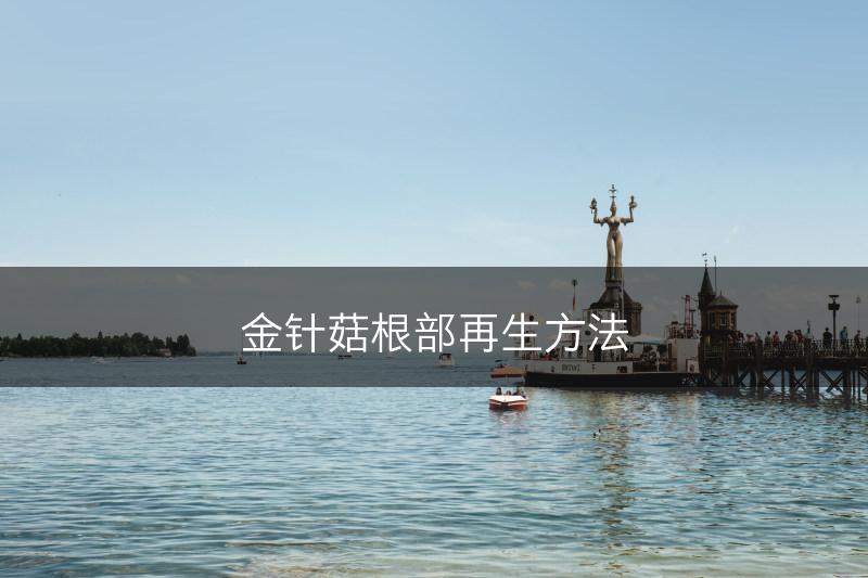 金针菇根部再生方法(图1) 金针菇根部再生方法(图1)