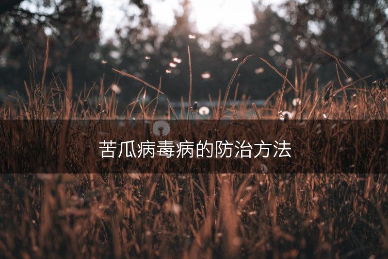 苦瓜病毒病的防治方法(图1)