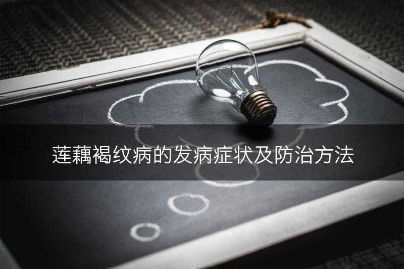 莲藕褐纹病的发病症状及防治方法(图1)
