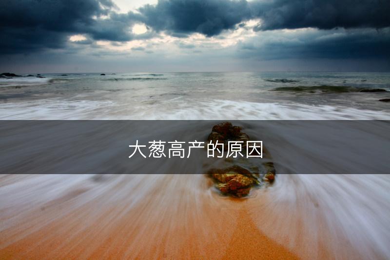 大葱高产的原因(图1) 大葱高产的原因(图1)