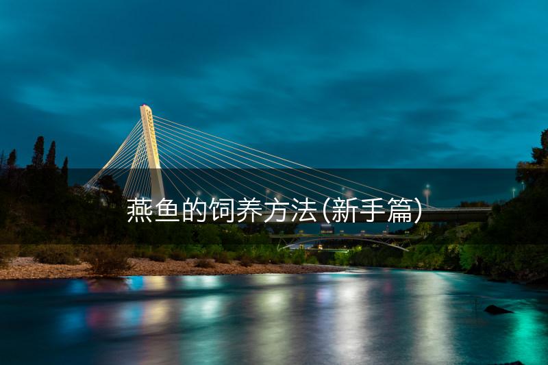 燕鱼的饲养方法（新手篇）(图1)