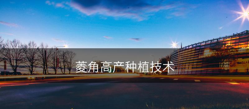 菱角高产种植技术(图1)