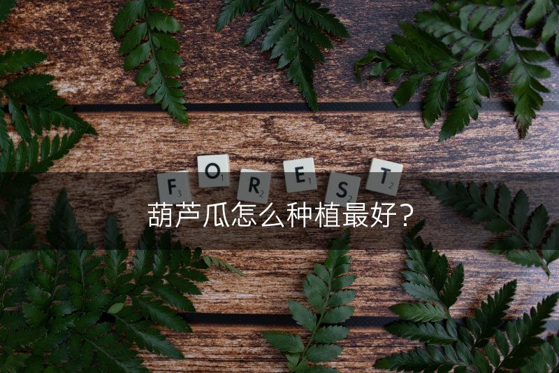 葫芦瓜怎么种植最好？(图1)