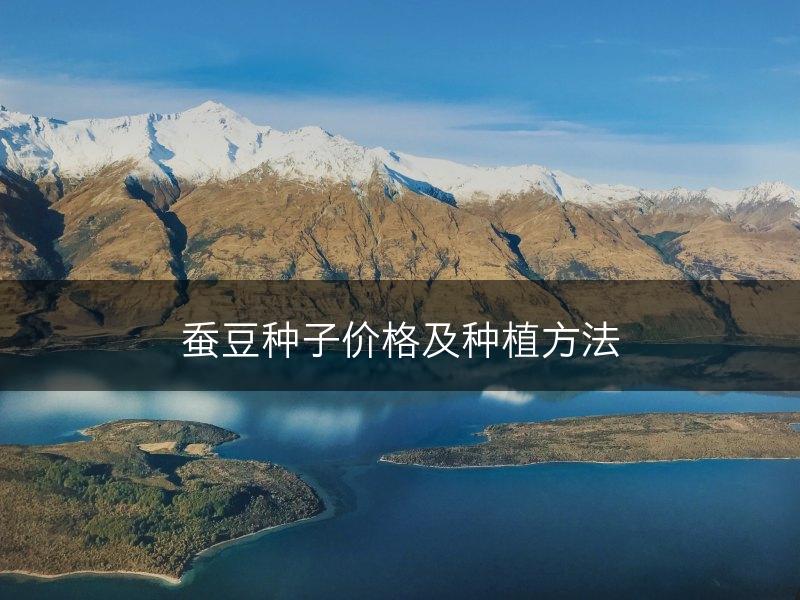 蚕豆种子价格及种植方法(图1)
