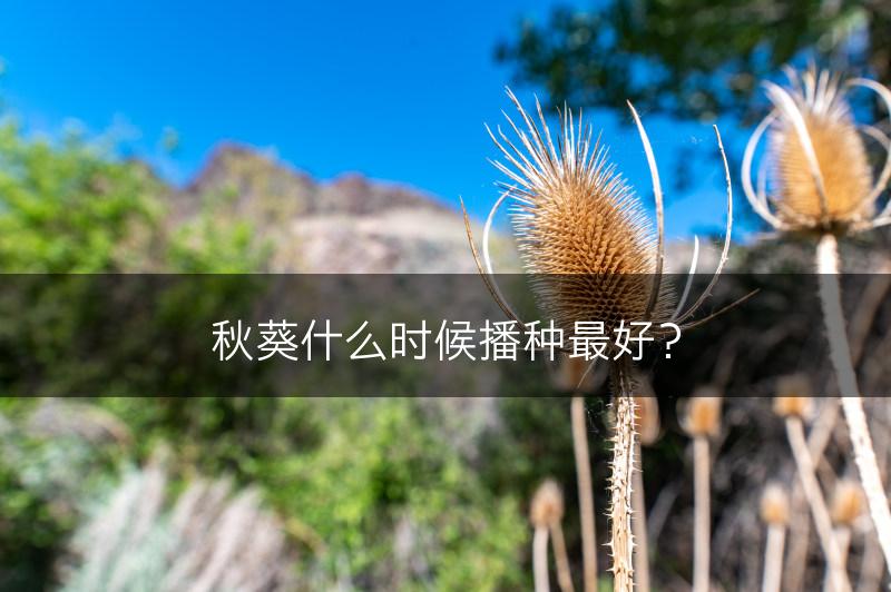 秋葵什么时候播种最好？(图1)