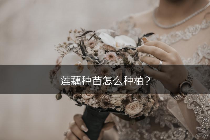 莲藕种苗怎么种植？(图1)