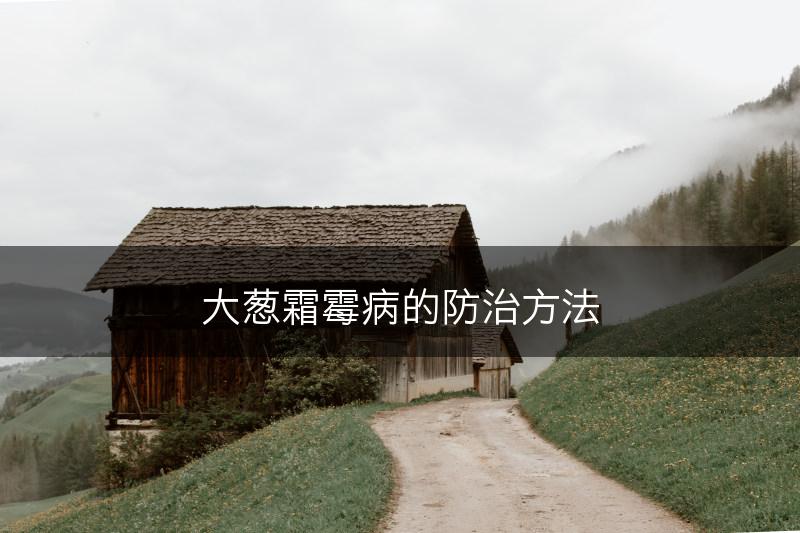 大葱霜霉病的防治方法(图1)