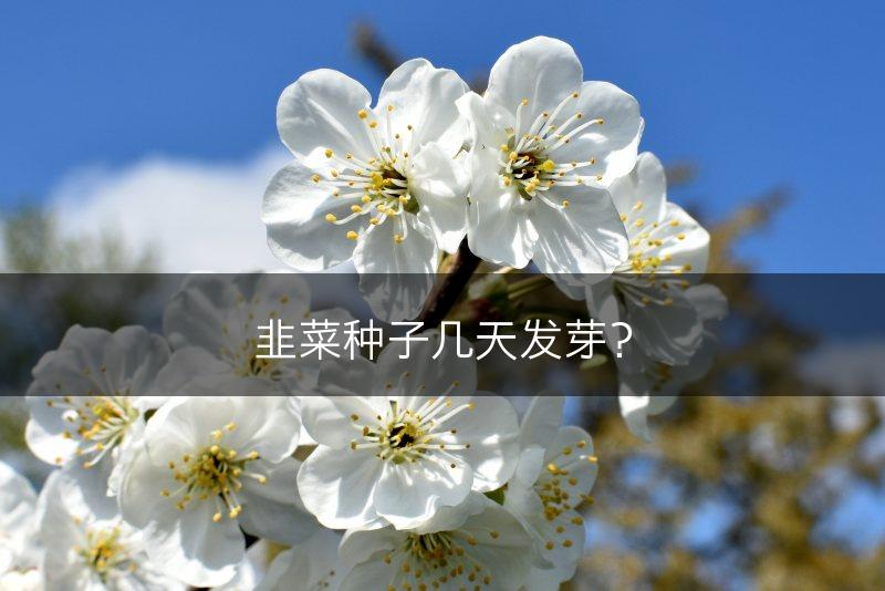 韭菜种子几天发芽?(图1) 韭菜种子几天发芽?(图1)