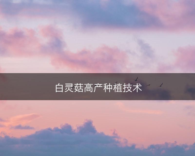 白灵菇高产种植技术(图1)