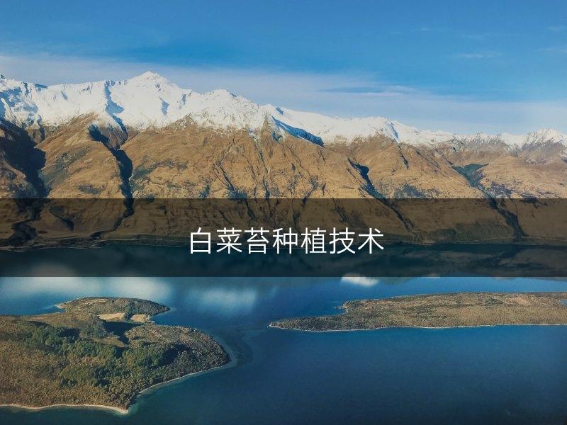 白菜苔种植技术(图1) 白菜苔种植技术(图1)