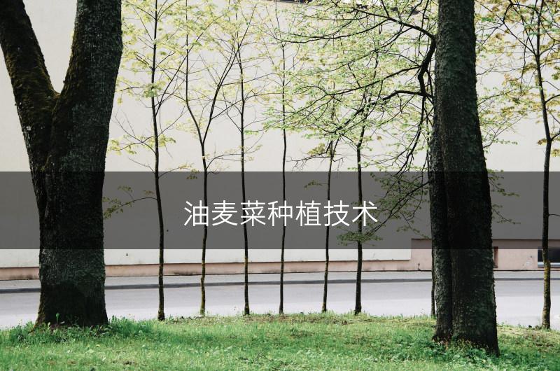 油麦菜种植技术(图1) 油麦菜种植技术(图1)