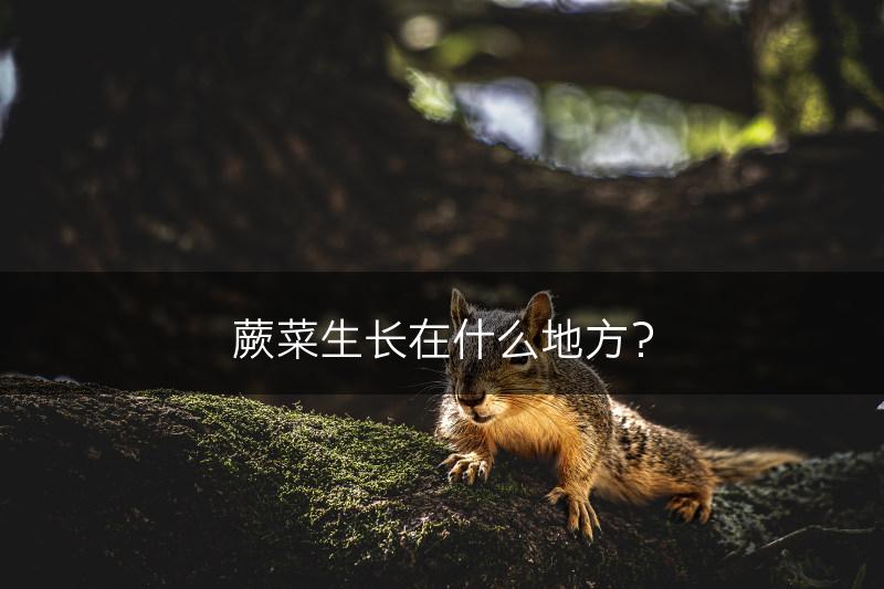 蕨菜生长在什么地方?(图1) 蕨菜生长在什么地方?(图1)