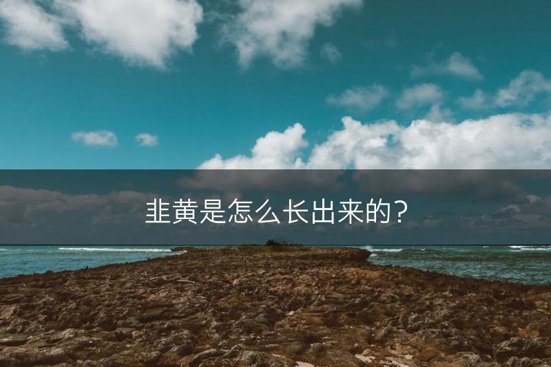 韭黄是怎么长出来的?(图1) 韭黄是怎么长出来的?(图1)