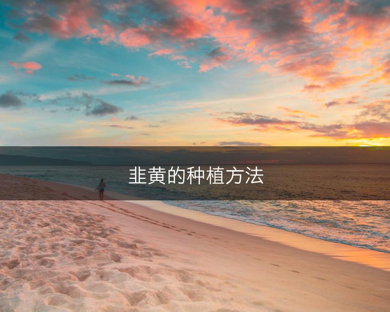 韭黄的种植方法(图1) 韭黄的种植方法(图1)