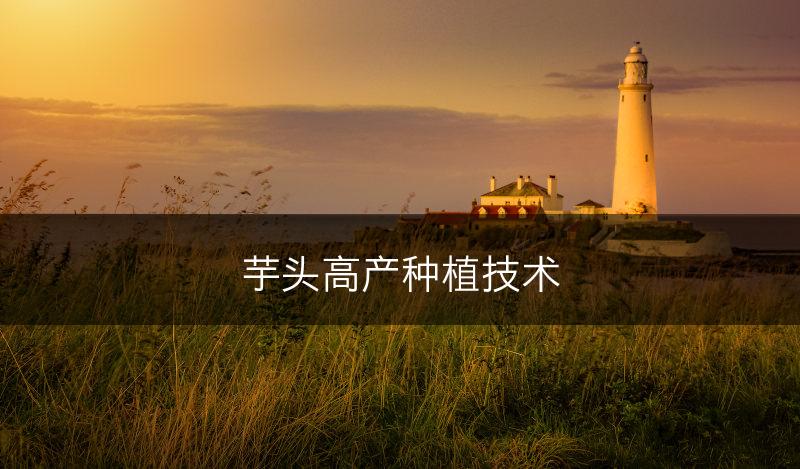 芋头高产种植技术(图1) 芋头高产种植技术(图1)