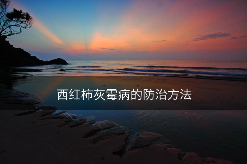 西红柿灰霉病的防治方法(图1) 西红柿灰霉病的防治方法(图1)