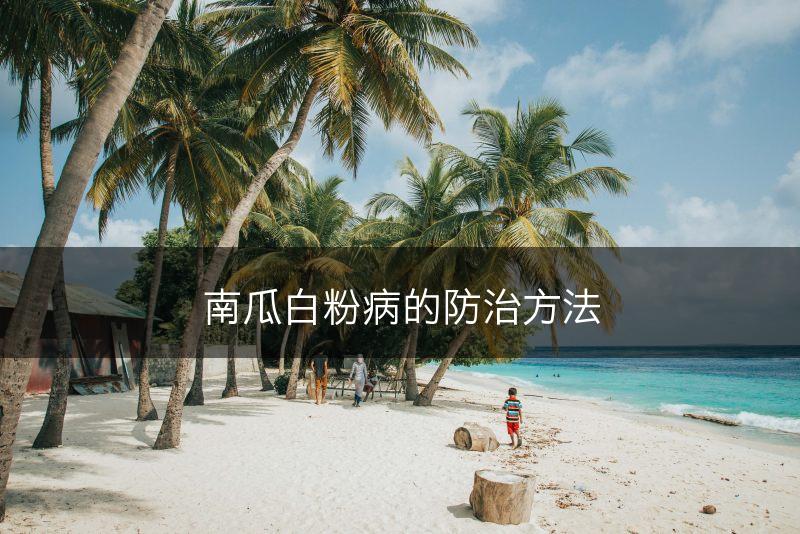 南瓜白粉病的防治方法(图1) 南瓜白粉病的防治方法(图1)