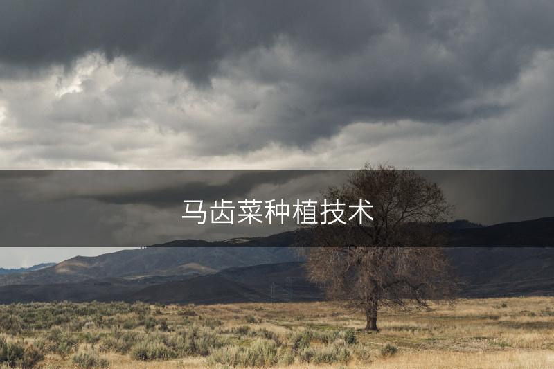 马齿菜种植技术(图1) 马齿菜种植技术(图1)