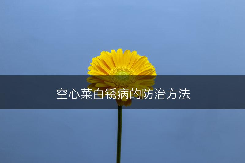空心菜白锈病的防治方法(图1)