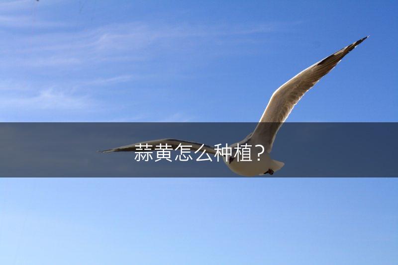 蒜黄怎么种植？(图1)