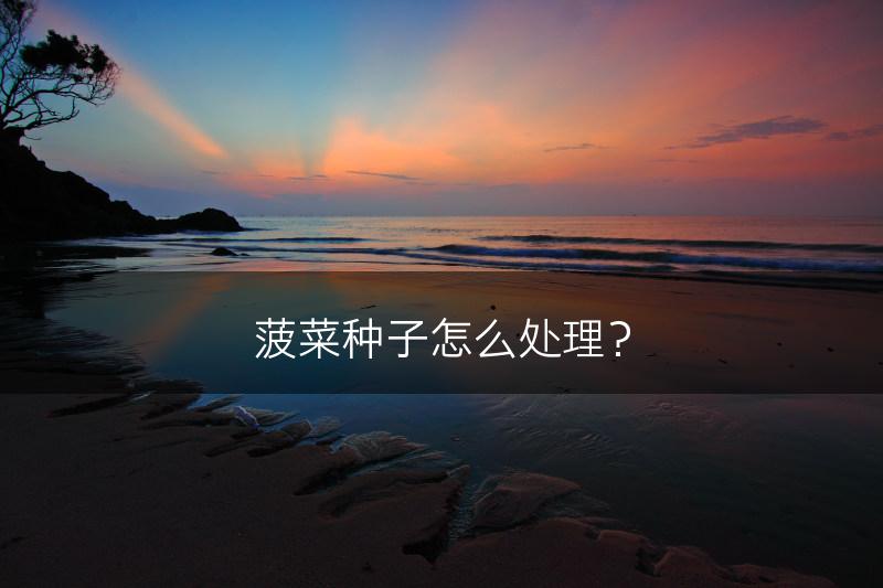 菠菜种子怎么处理？(图1)