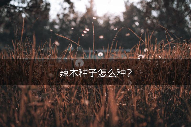 辣木种子怎么种?(图1) 辣木种子怎么种?(图1)