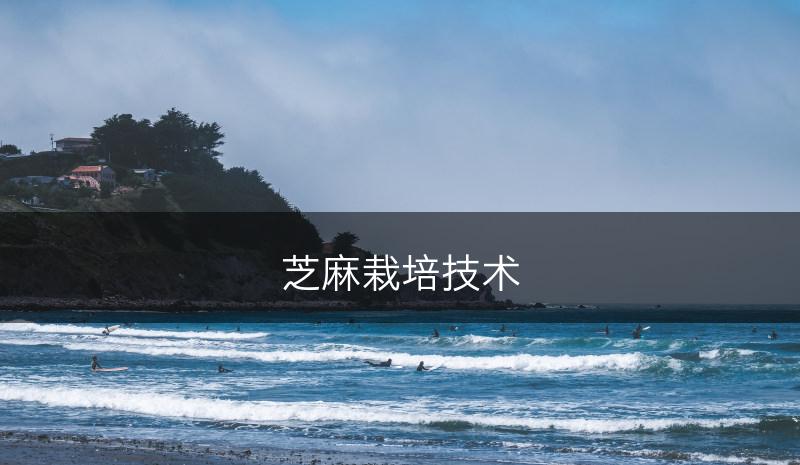 芝麻栽培技术(图1) 芝麻栽培技术(图1)