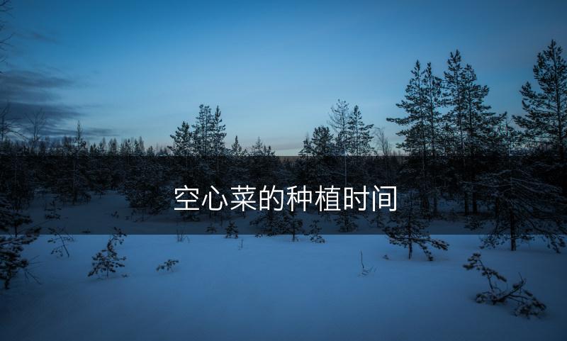 空心菜的种植时间(图1)