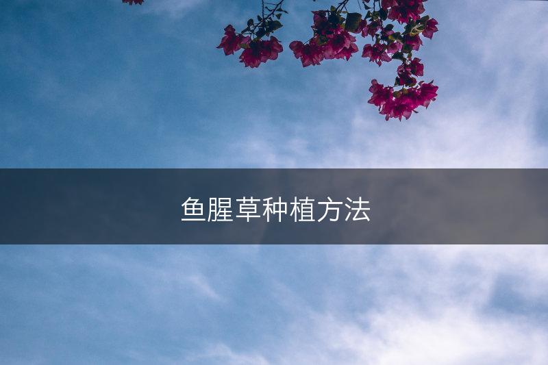 鱼腥草种植方法(图1)