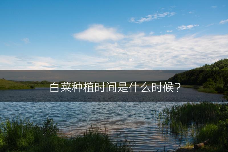 白菜种植时间是什么时候？(图1)
