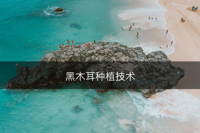 黑木耳种植技术(图1) 黑木耳种植技术(图1)