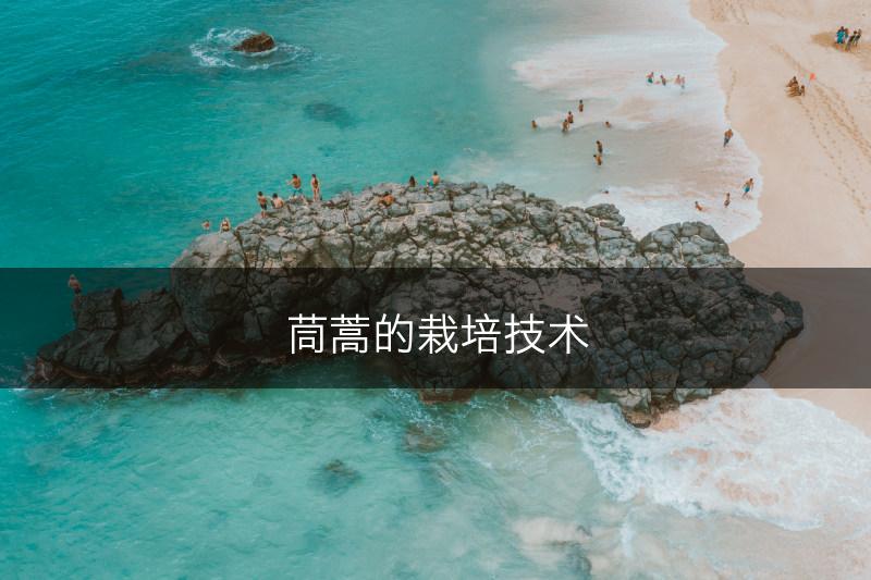 茼蒿的栽培技术(图1) 茼蒿的栽培技术(图1)