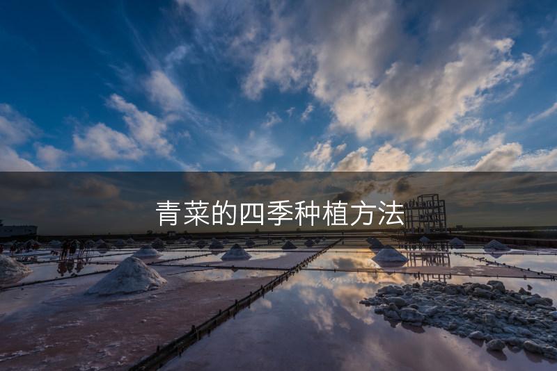 青菜的四季种植方法(图1) 青菜的四季种植方法(图1)