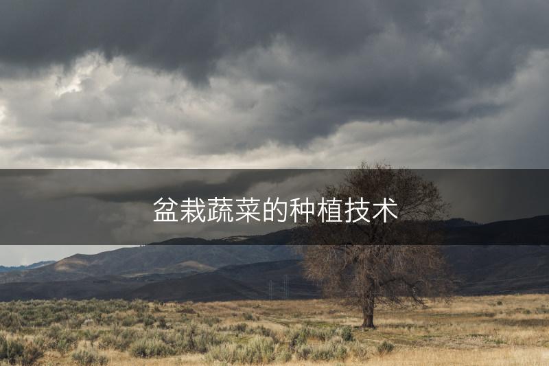 盆栽蔬菜的种植技术(图1) 盆栽蔬菜的种植技术(图1)