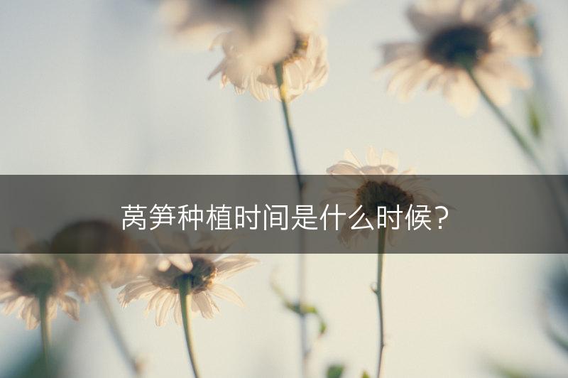 莴笋种植时间是什么时候?(图1) 莴笋种植时间是什么时候?(图1)