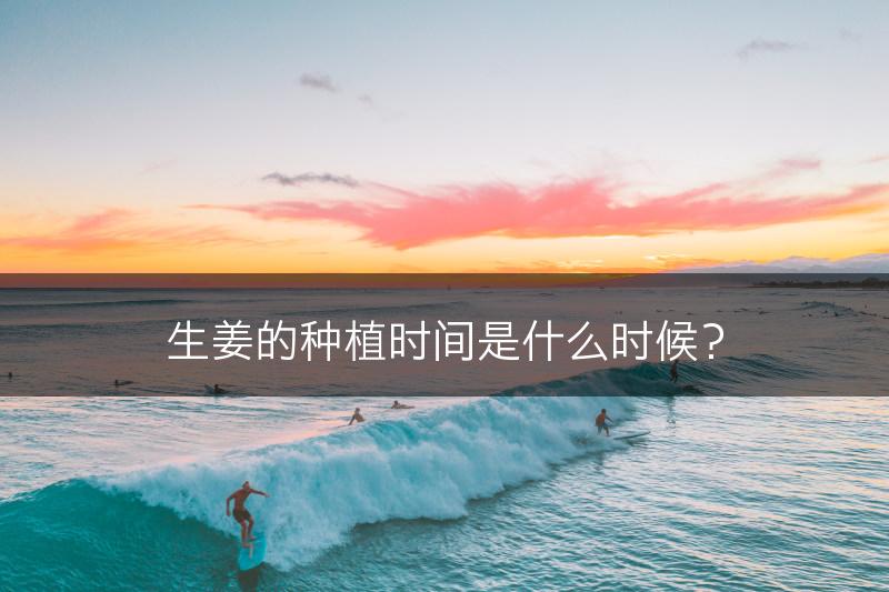 生姜的种植时间是什么时候?(图1) 生姜的种植时间是什么时候?(图1)