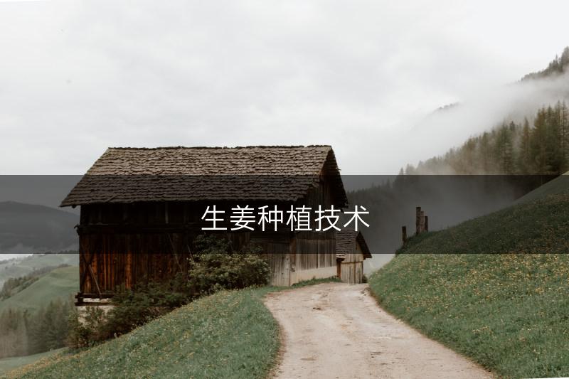 生姜种植技术(图1) 生姜种植技术(图1)