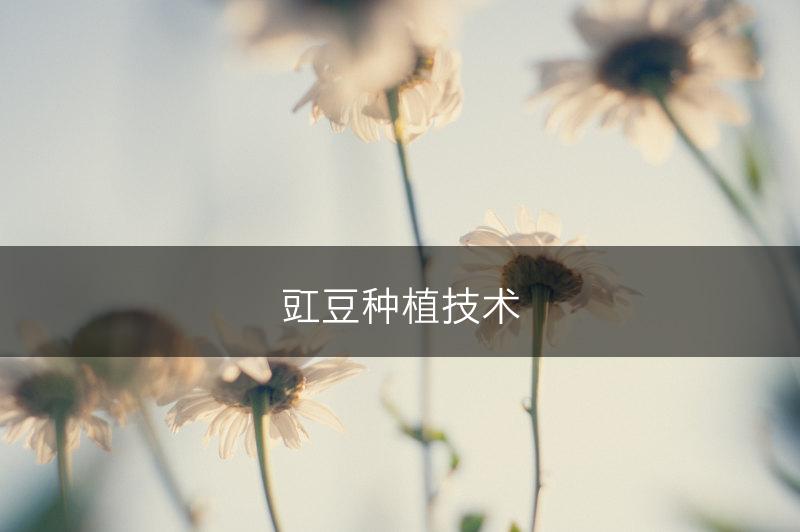 豇豆种植技术(图1) 豇豆种植技术(图1)