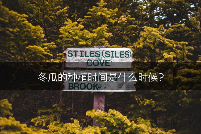冬瓜的种植时间是什么时候？(图1)