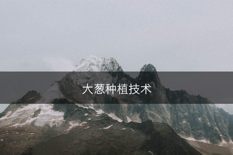 大葱种植技术(图1)