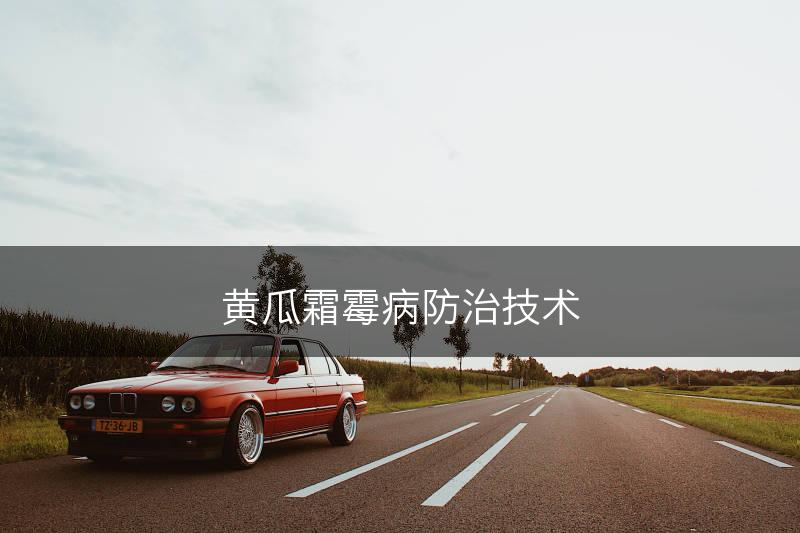 黄瓜霜霉病防治技术(图1)