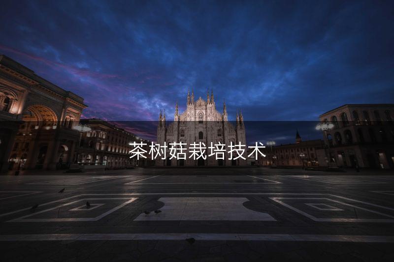 茶树菇栽培技术(图1)