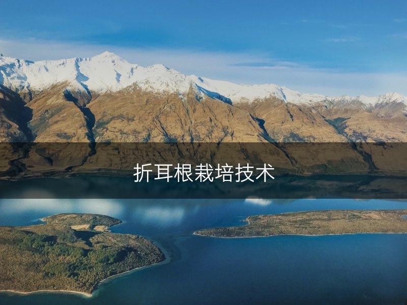 折耳根栽培技术(图1)