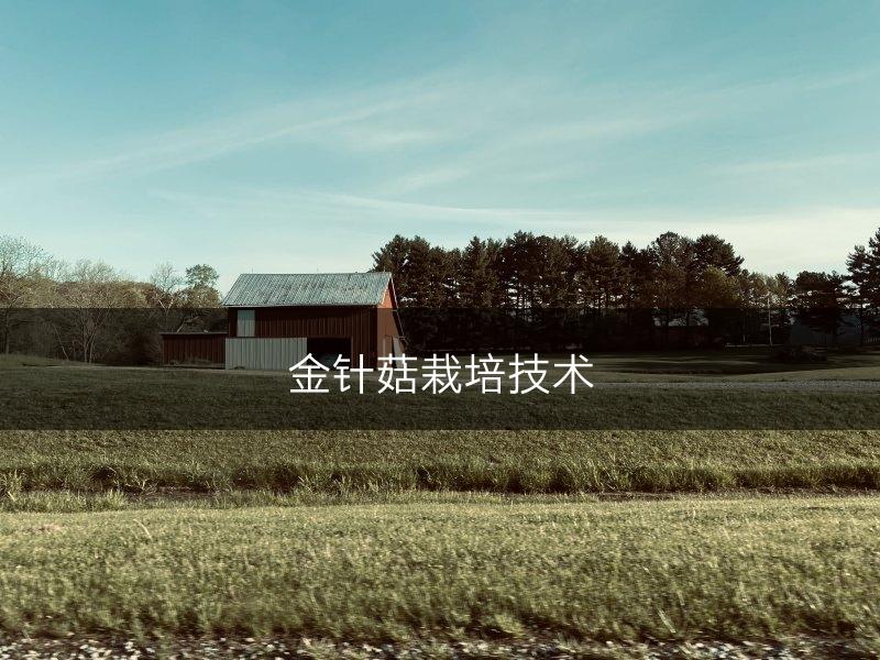 金针菇栽培技术(图1) 金针菇栽培技术(图1)