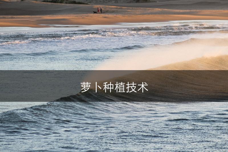萝卜种植技术(图1)