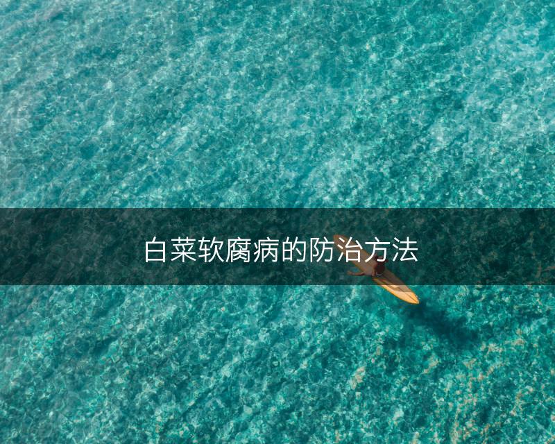 白菜软腐病的防治方法(图1) 白菜软腐病的防治方法(图1)